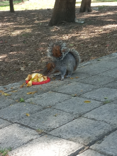 Ardilla vientre rojo observed by alejandra80296