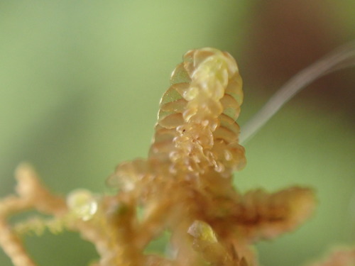 Frullania obscura