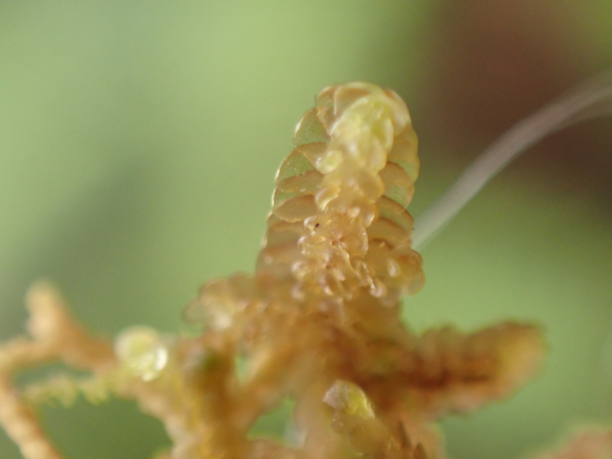 Frullania obscura