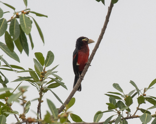 Double-toothed Barbet (Pogonornis bidentatus), photo 7