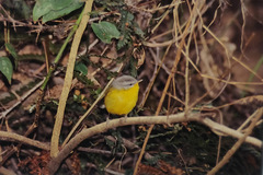 Phylloscopus xanthoschistos