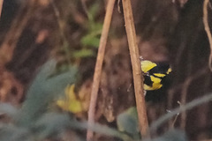 Machlolophus xanthogenys