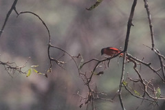 Pericrocotus ethologus