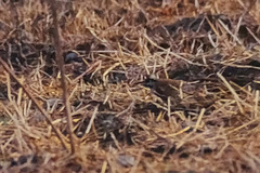 Emberiza stewarti