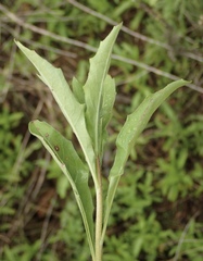 Oenothera hispida
