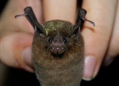 Commissaris's Long-Tongued Bat photo 3