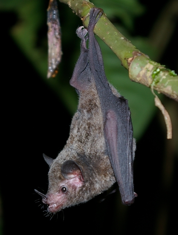 Commissaris's Long-tongued Bat
