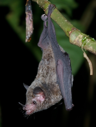 Commissaris's Long-tongued Bat