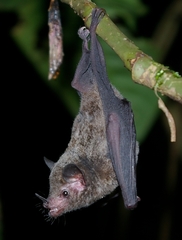 Commissaris's Long-Tongued Bat photo 2