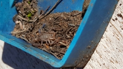 Serradigitus gertschi