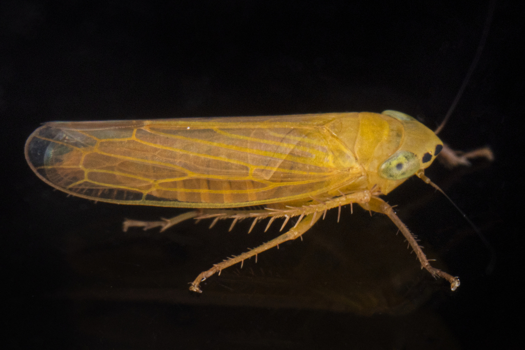 Cicadula straminea