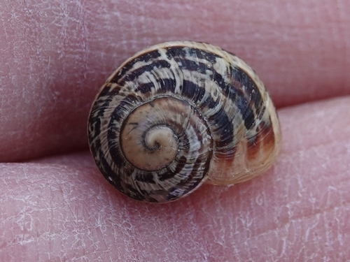 Cornu aspersum