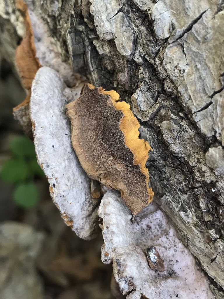 Fuscoporia gilva · April 2026 · photo: © paganka (iNaturalist, cc-by-nc)