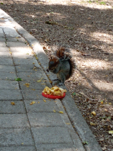 Ardilla vientre rojo observed by fide8