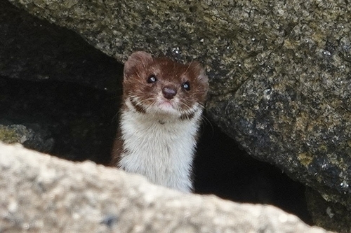 Belette d'Europe observed by xavh