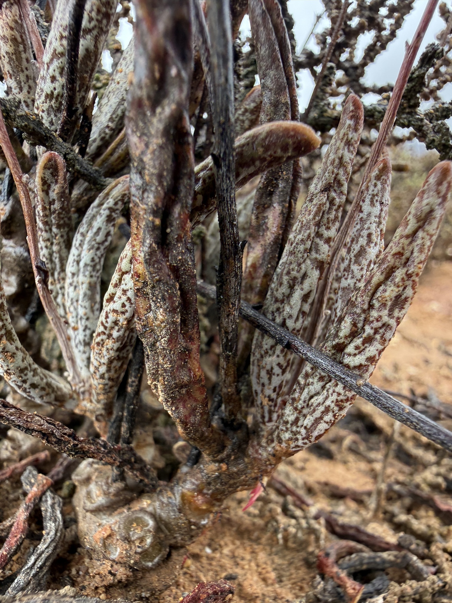 Imagem de Adromischus marianiae
