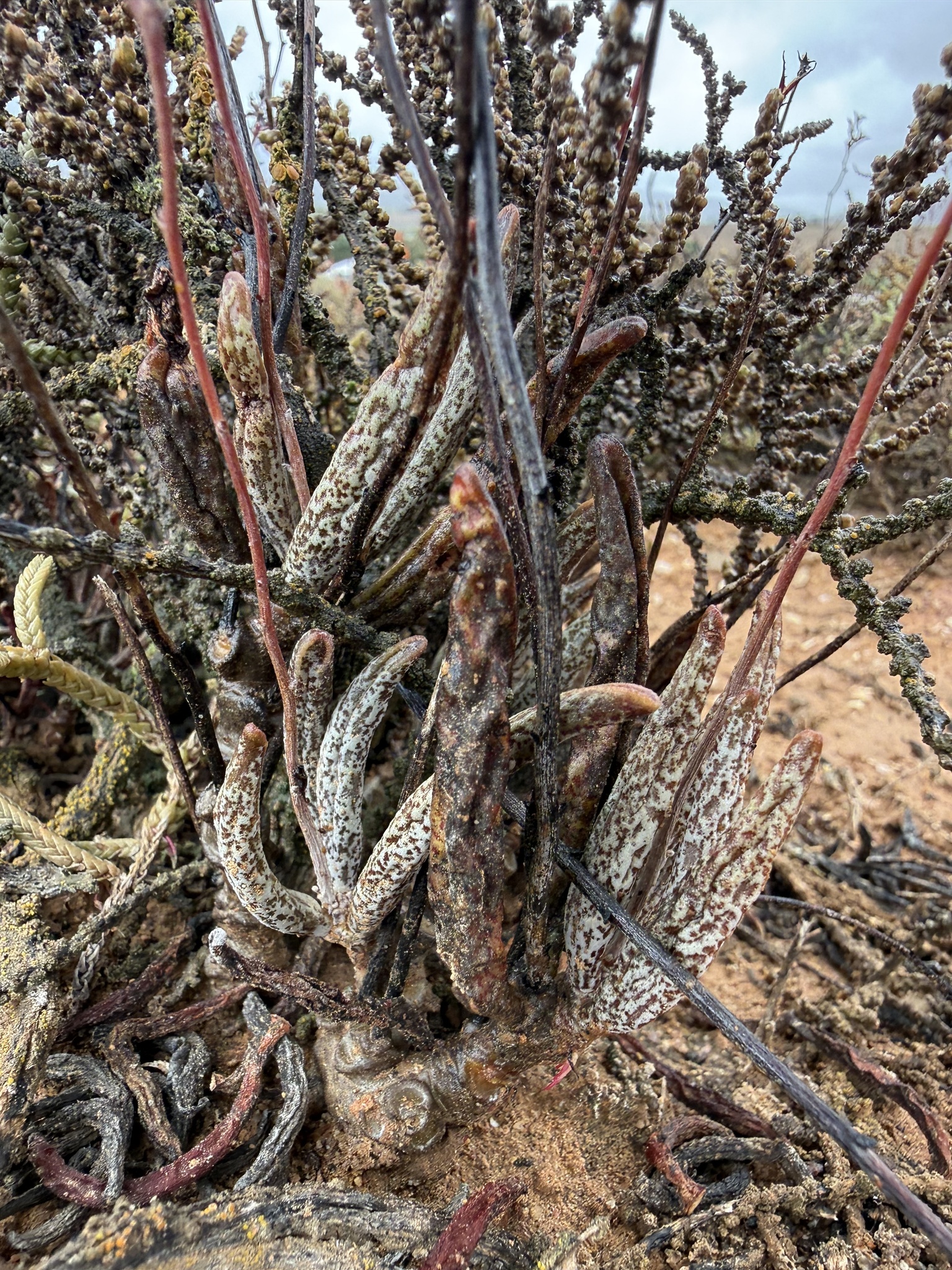 Imagem de Adromischus marianiae