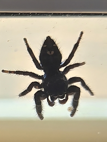 Bold Jumping Spider photographed in Tennessee