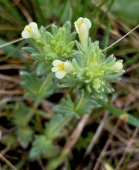 Parentucellia flaviflora