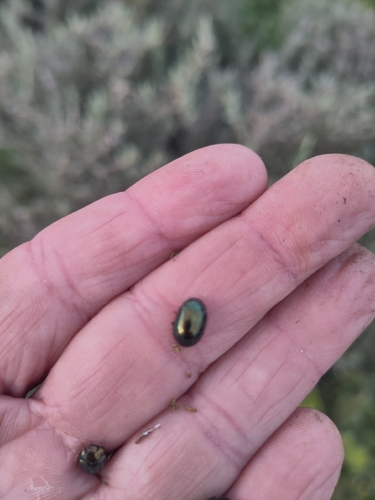 Rosemary Beetle