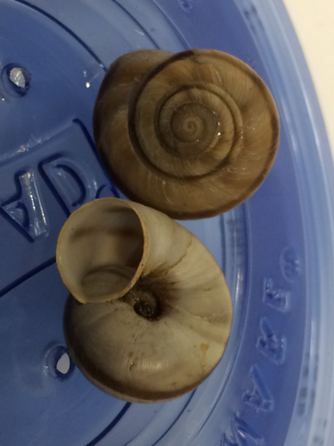 Diablo Mountainsnail