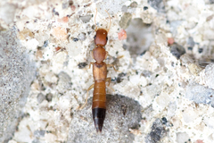 Astenus discopunctatus