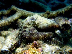 Amphioctopus