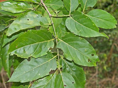 valley rock-alder (Afrocanthium racemulosum)