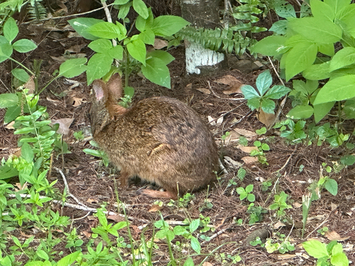 Marsh Rabbit observed by vladeb
