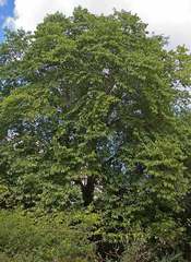 Afrocanthium racemulosum