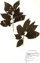 Afrocanthium racemulosum