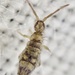 Entomobrya - Photo (c) Paul Cook,  זכויות יוצרים חלקיות (CC BY-NC-ND), הועלה על ידי Paul Cook