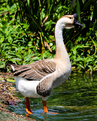 Anser cygnoides domesticus