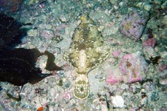 Pleuronichthys coenosus