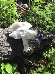 Leucoagaricus amanitoides
