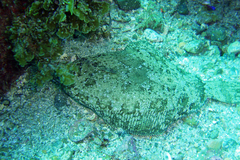 Pleuronichthys coenosus