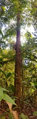 Podocarpus guatemalensis