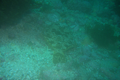 Pleuronichthys coenosus