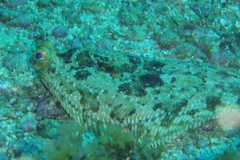 Pleuronichthys coenosus
