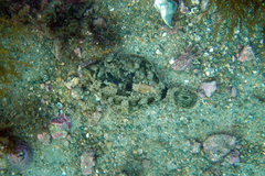 Pleuronichthys coenosus