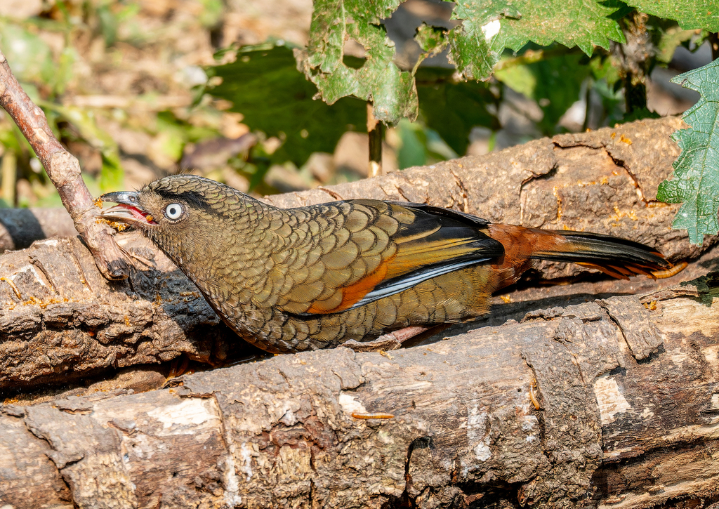Blue-Winged Laughingthrush