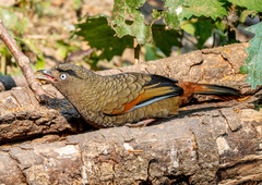 Blue-Winged Laughingthrush photo 1