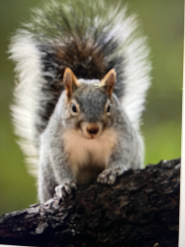 Arizona Gray Squirrel observed by danbfromslc