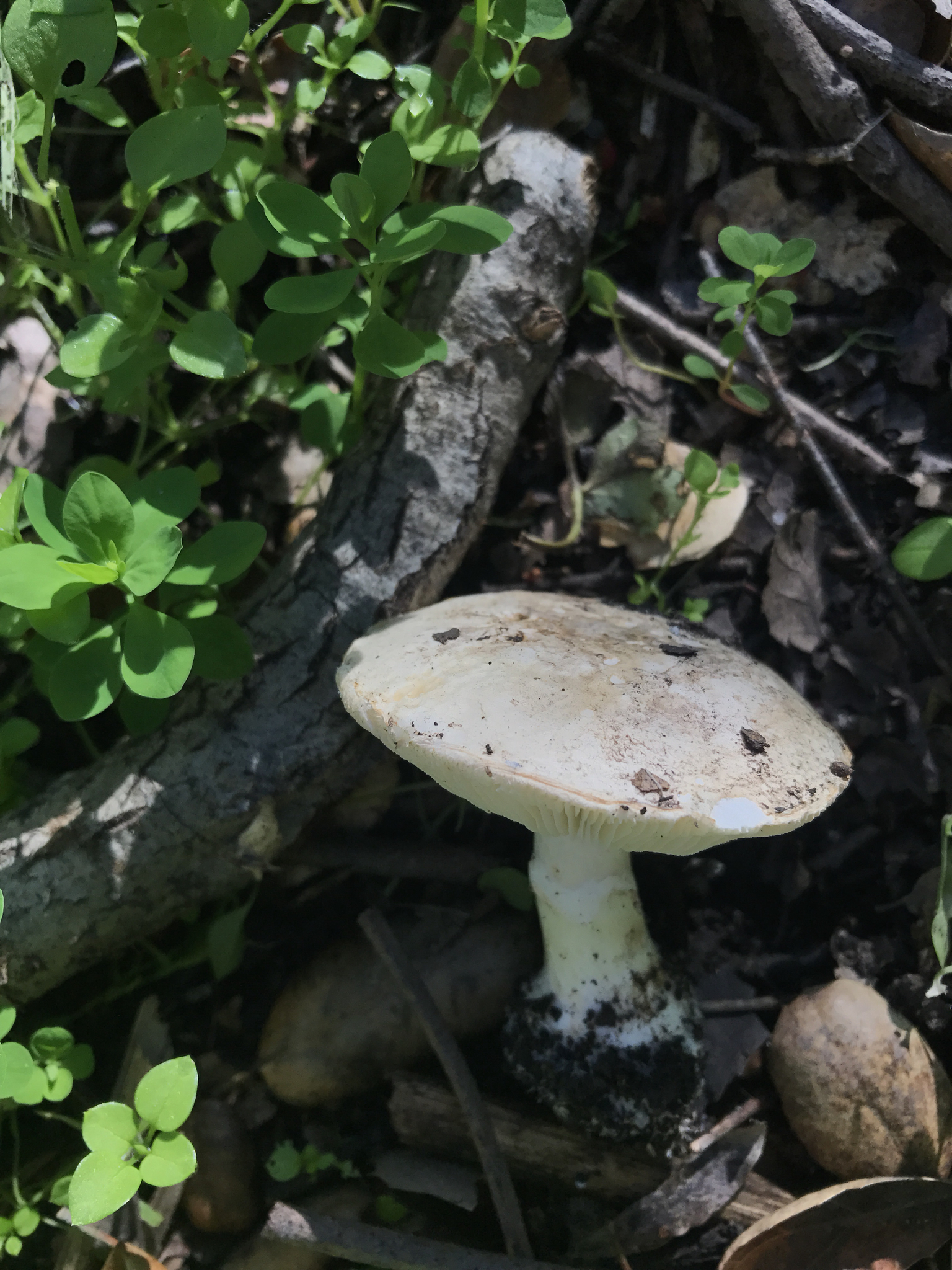 Leucoagaricus amanitoides image