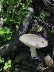 Leucoagaricus amanitoides