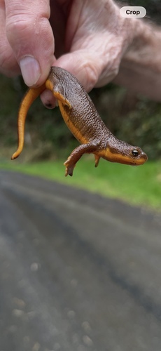 Rough-skinned Newt observed by graceml