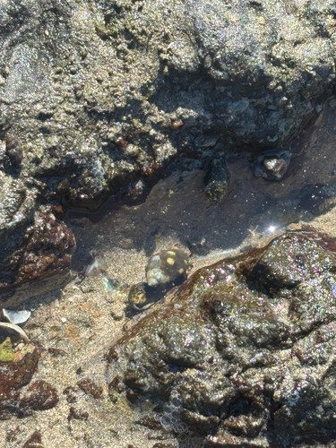Acanthais brevidentata