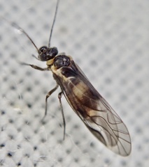 Bark lice (Elipsocus hyalinus)