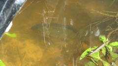 Gymnogeophagus balzanii