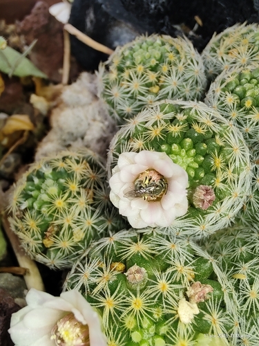 Mammillaria schiedeana